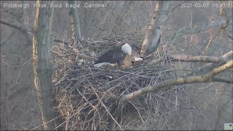Hays Eagles Dad vs Squirrel 3.07.21 16:29