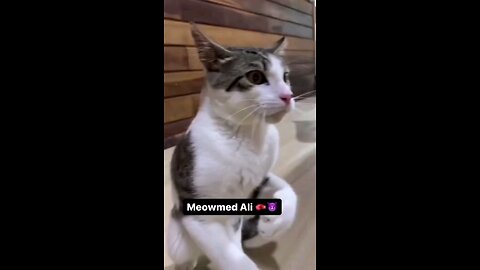 "Howlarious Hijinks: Animals Unleash Their Inner Comedians!"🥶🗿🗿