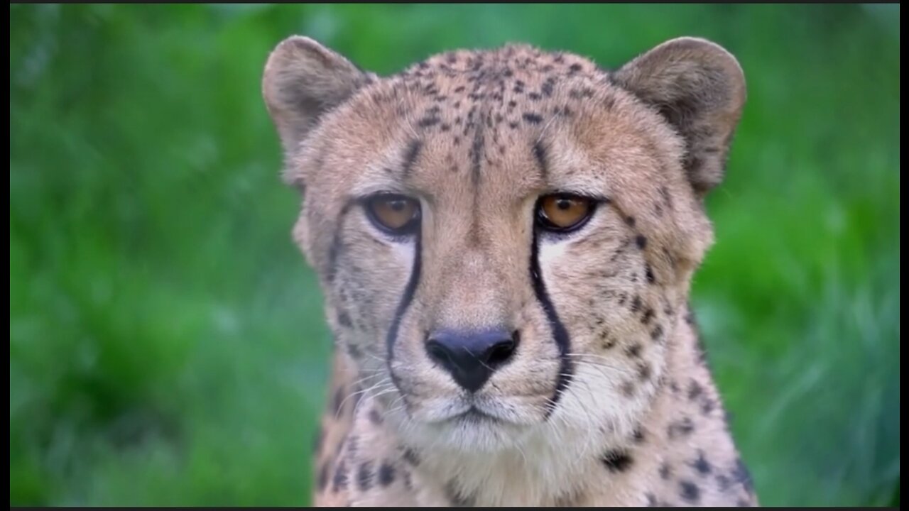 Fearless Cheetah hunting buffaloes in African jungle