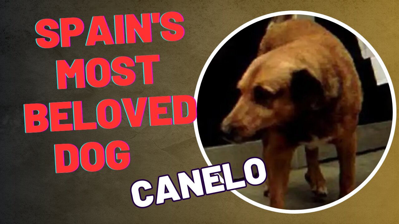 Spain's most beloved dog