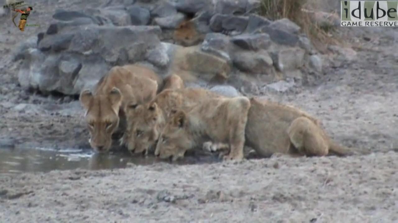 Drinking Lions