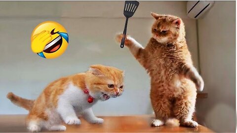 Hilarious Dogs and Cats Compilation 2023 🐶😸.