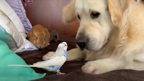 Golden Retriever who knows how to make Friends with Small Pets!