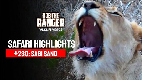 Safari Highlights #230: 03 - 05 Sep 2013 | Sabi Sand Nature Reserve | Latest Wildlife Sightings