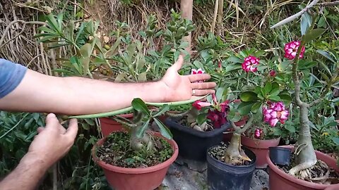 Vagem de rosa do deserto do tamanho de um braço o melhor substrato para germinar sementes de RD