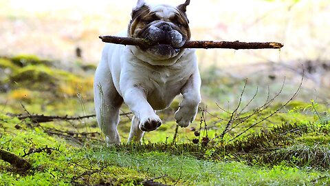 MUSIC TO CALM AND RELAX ANGRY, FEARY, ANXIOUS DOGS (Music Therapy and Chromo Therapy)