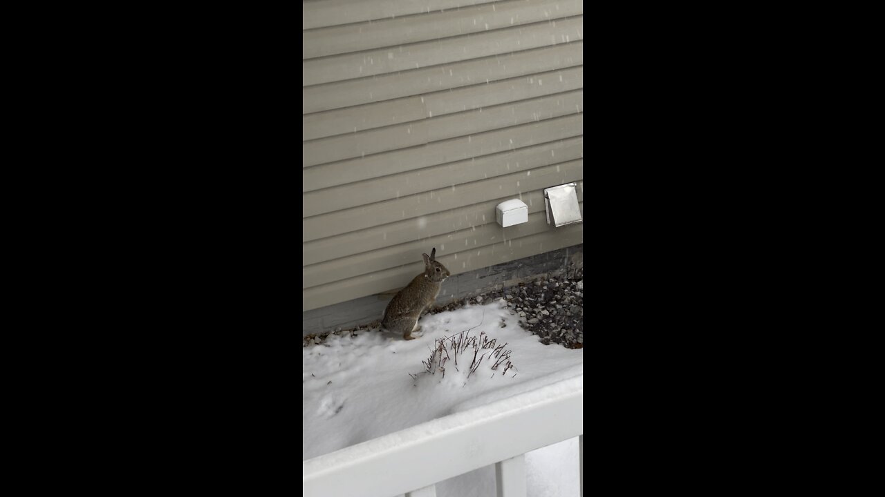 Rabbit in the Snow