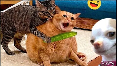 Funny Dogs and cats videos 2024😂