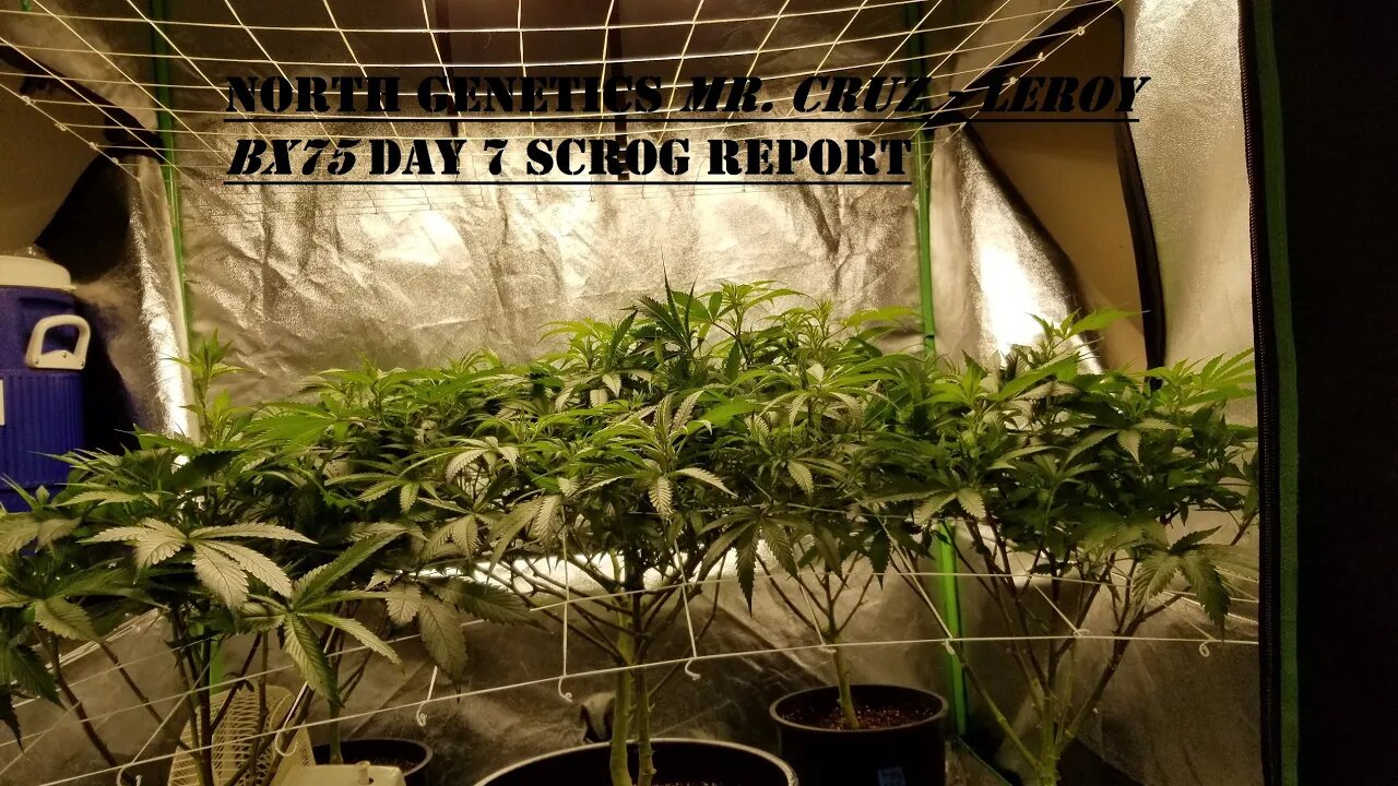 "Feeling Scroggy" S2 EP2 / Geeklight LED DIY upgrades / North Genetics 👽 / Leroy Bx75 / Day 7