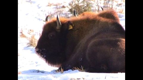 Lonely bison get new friends