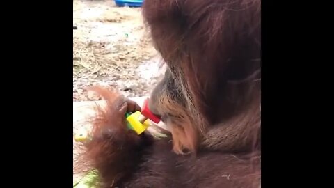 Orangutan spins child toy