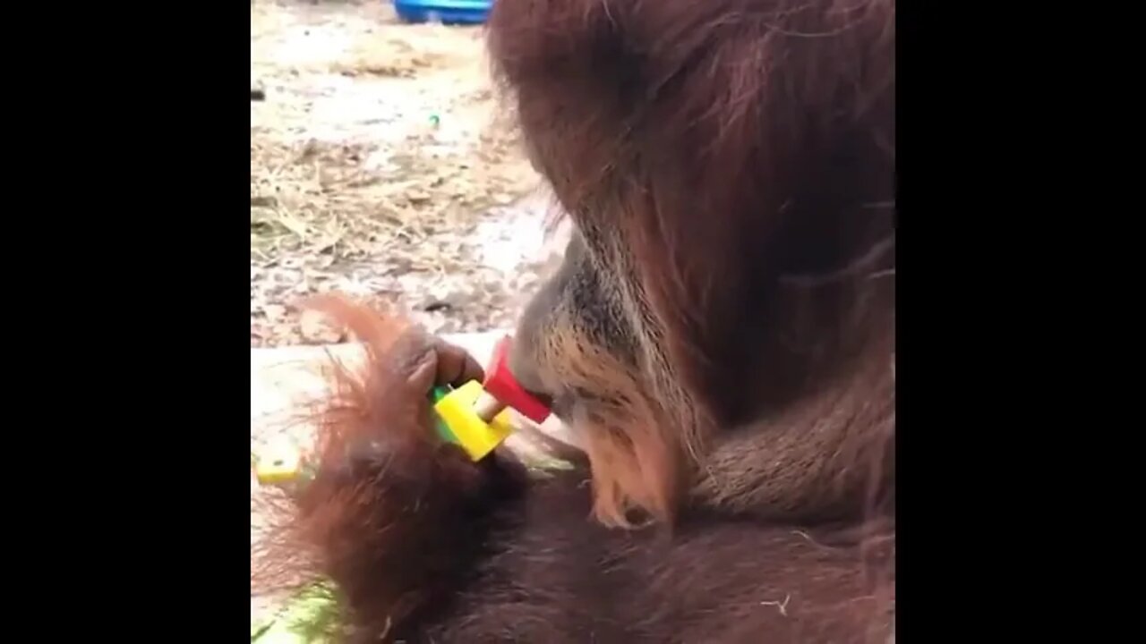 Orangutan spins child toy