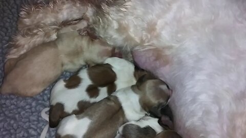 Phoebe Pups Are Here 2/20/20(1)