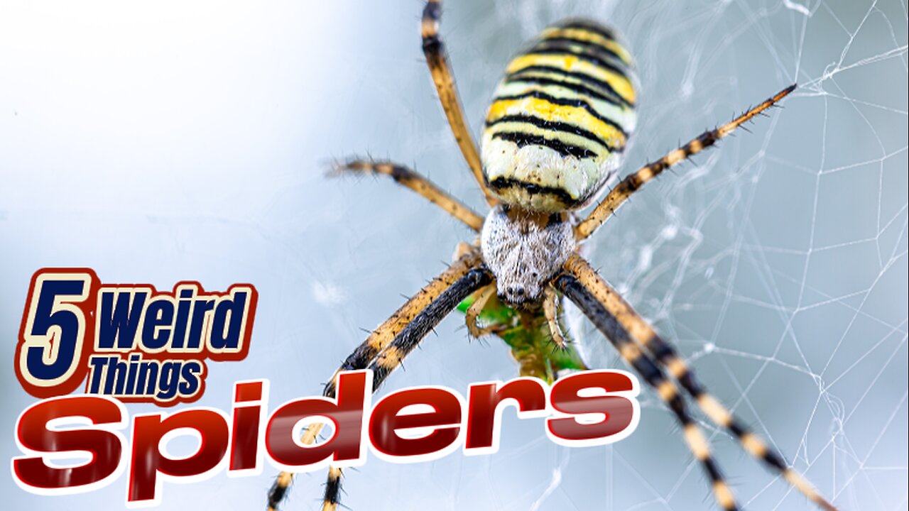 5 Weird Things - Spiders (Living nightmares!)