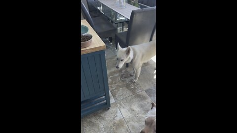 Roxi guarding her food