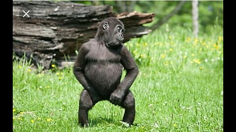 funny monkey dance #viralvideofunny