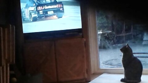 Cat Watches Race