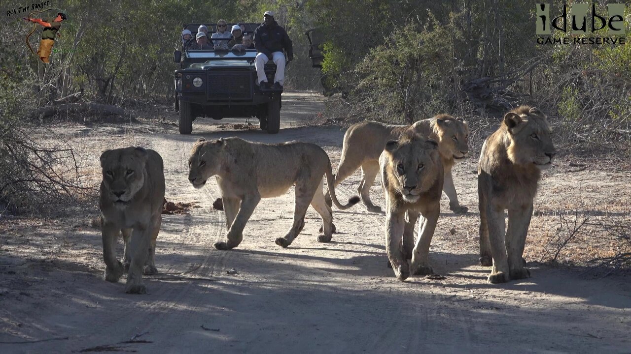 Tsalala Pride Of Lions In The West