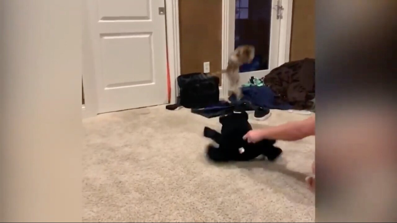 Cat Gets Horrified Of A Stuff Toy Dog Jumps Around