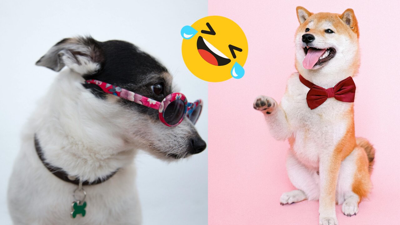 Barking Mad: Dogs Caught in Hilarious Situations