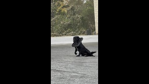 Poor Dog With A Water Meter Lid Stuck On It’s Head