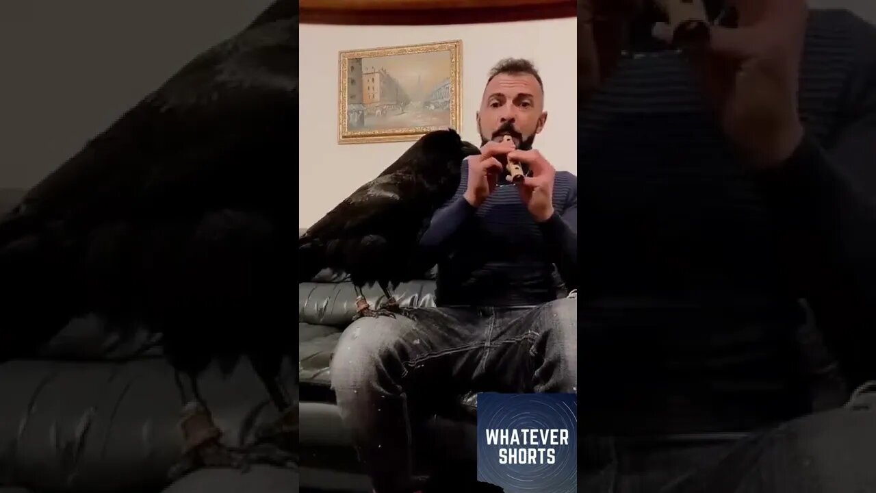 Crow singing along with the flute #shorts #animals #music #singing #bird