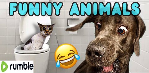 Funny Dog videos