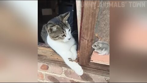 Funny 🐈And 🐕 🤣