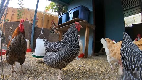 Backyard Chickens Relaxing Coop Activity Sounds Noises Hens Clucking Roosters Crowing!