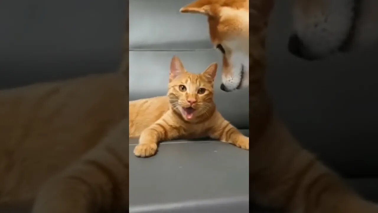 Cat imitating a dog #cat #dog #fyp #foryou #fypシ
