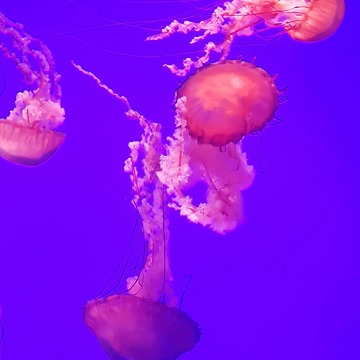 MESMERIZING COLOUR CHANGING JELLY-FISH