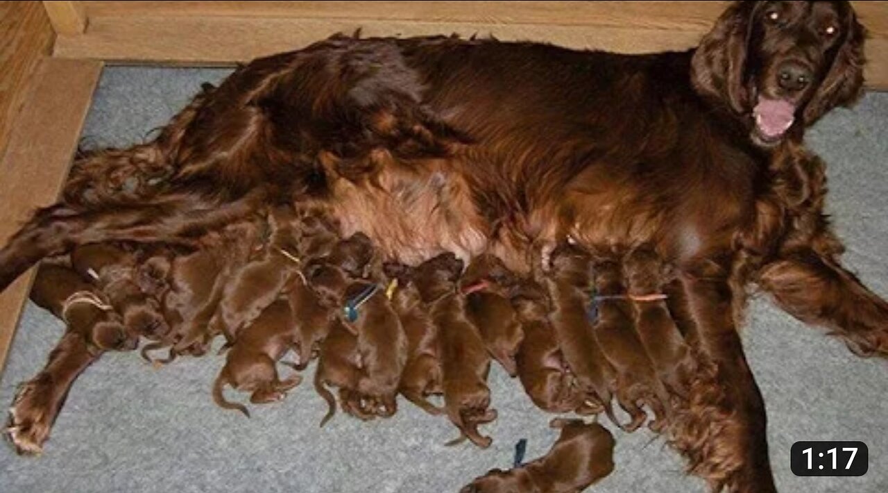 Dog Mommies That Have Many Puppies