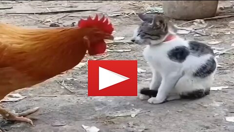 Cat vs Chicken