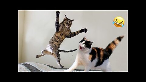 Funny animals - Funny cat