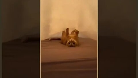 cute cat videos 😹 funny videos 😂 1109 😻 #shorts