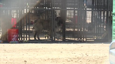 Mass dog graves found after arrest of couple accused of animal abuse in Nye County