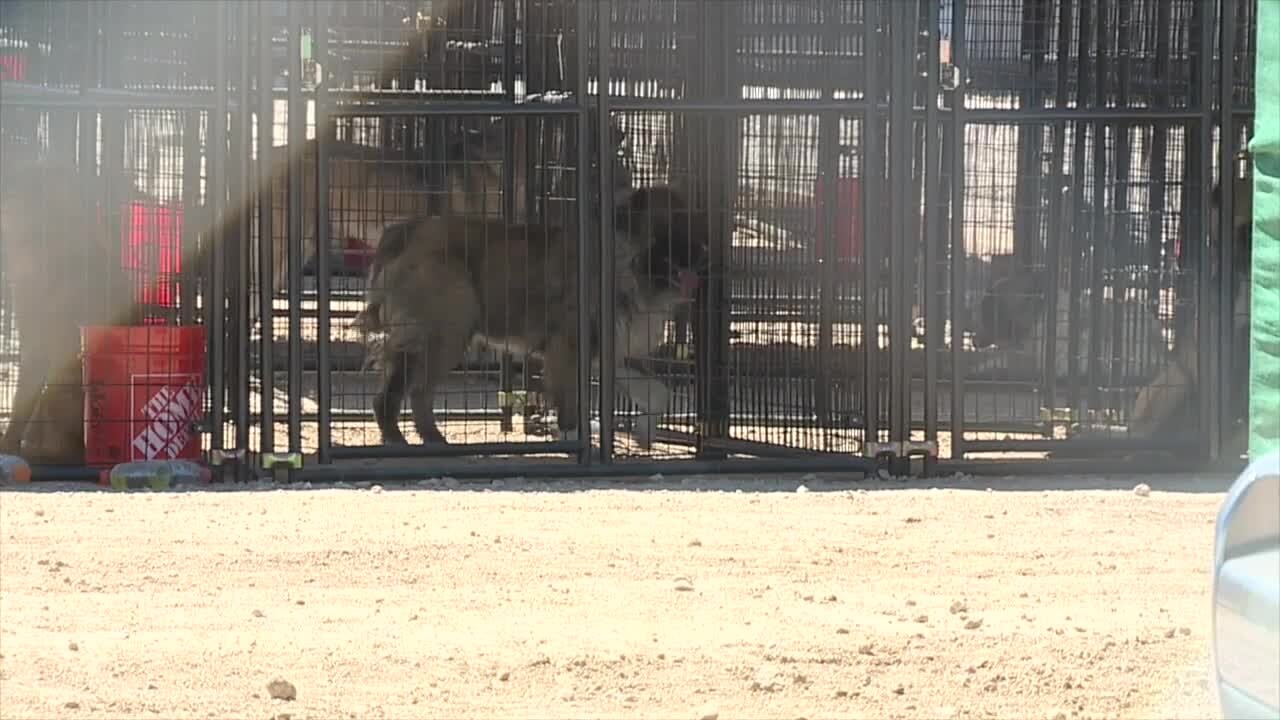 Mass dog graves found after arrest of couple accused of animal abuse in Nye County