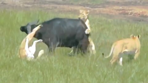 Group of lion attacked Buffalo 2022 ||@Saroj Kumar Dalua
