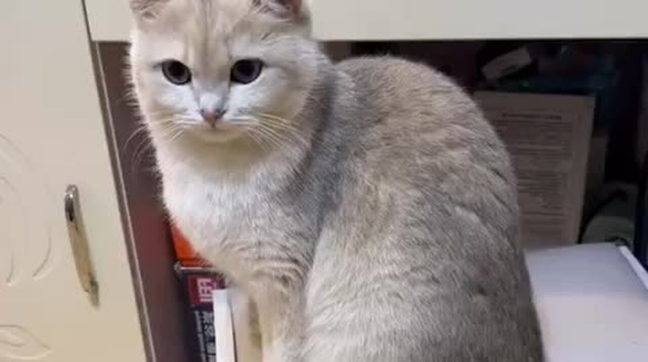 Beautiful cat 🐈 trending video