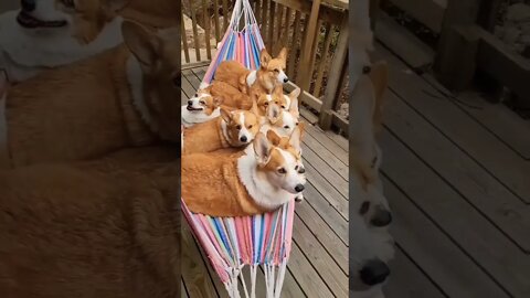 Corgis vibin’ #shorts #shortsfeed #clips #shortvideo