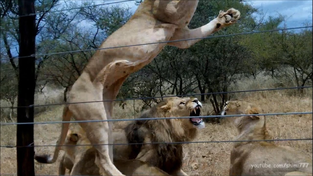 50 Lions having Breakfast