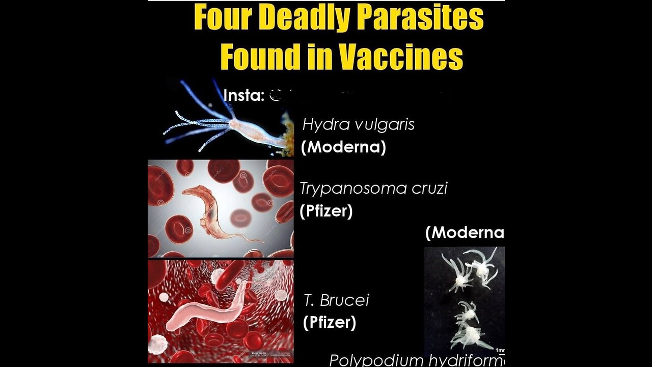 THE HYDRA VULGARIS IS A LIVING CREATURE INSIDE THE VACCINE - IT'S IMMORTAL