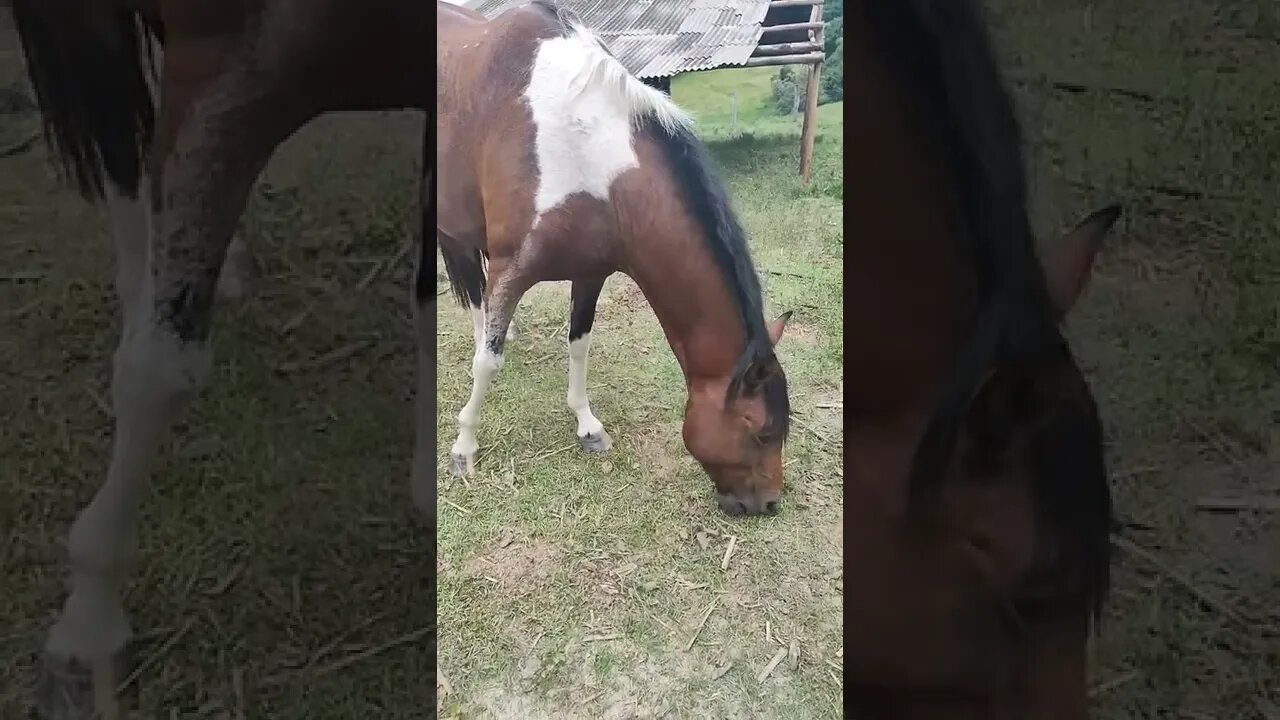 Meu Cavalo
