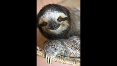 Baby Sloths Being Sloths - FUNNIEST Compilation