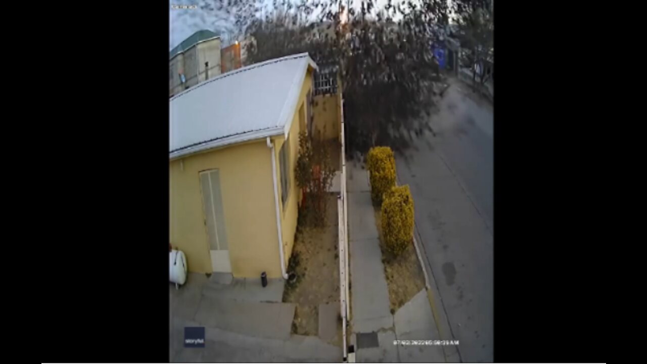 Video captures flock of birds suddenly falling from the sky in Mexico