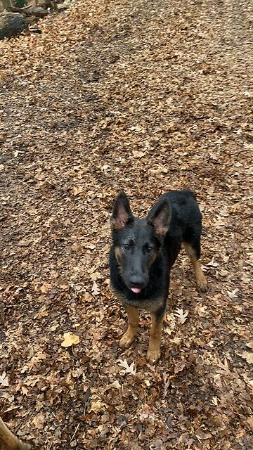 GSD going after the hose AGAIN
