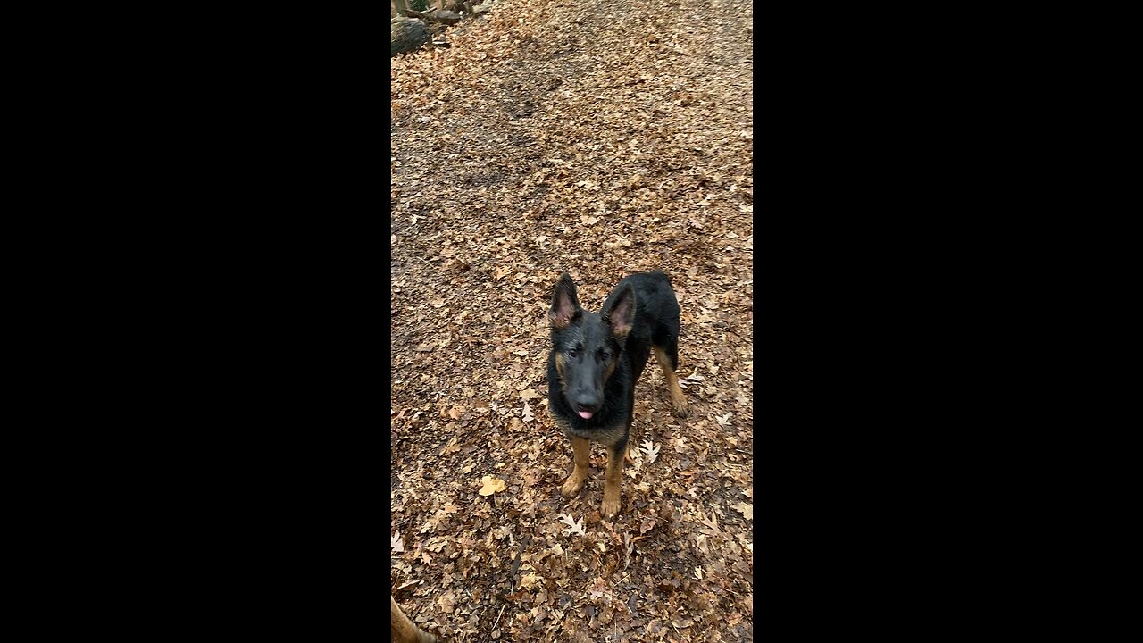 GSD going after the hose AGAIN