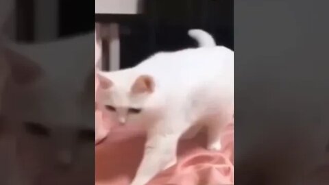 BEST FUNNY PET VIDEOS #13 - Try Not To Laugh #shorts