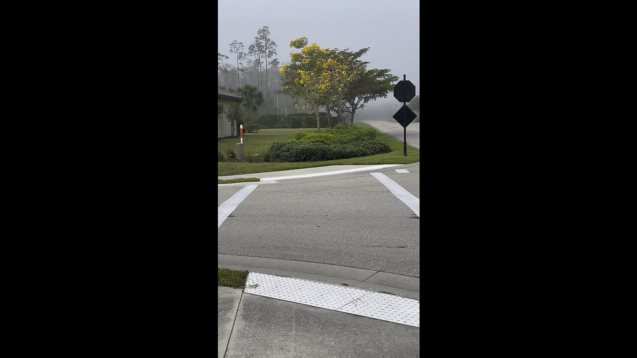 Foggy Morning In Paradise #Fog #4K #DolbyVisionHDR 