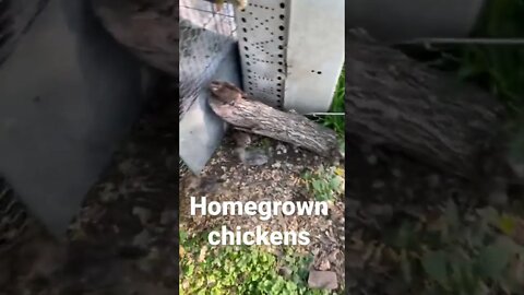 #homegrown #chickens #backyardfarming #backyardchickens #nongmo #healthylifestyle #birds #birdlovers